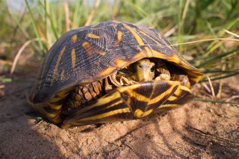 ornate box turtle distribution|ornate box turtle for sale.